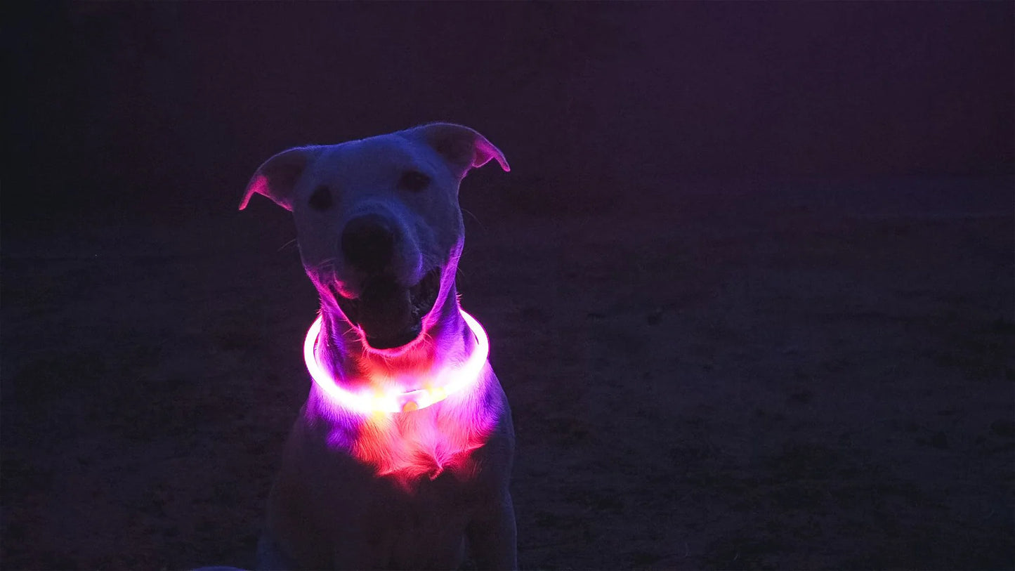 Rechargeable LED Light Up Dog Collar – Bright Safety Glow for Night Walks