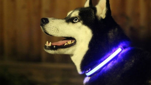 Rechargeable LED Light Up Dog Collar – Bright Safety Glow for Night Walks