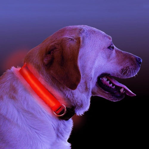 Rechargeable LED Light Up Dog Collar – Bright Safety Glow for Night Walks
