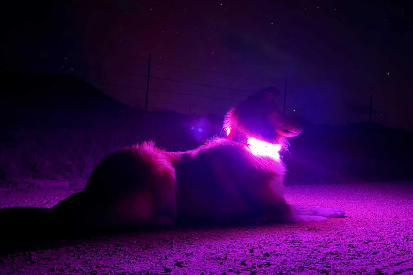 Rechargeable LED Light Up Dog Collar – Bright Safety Glow for Night Walks